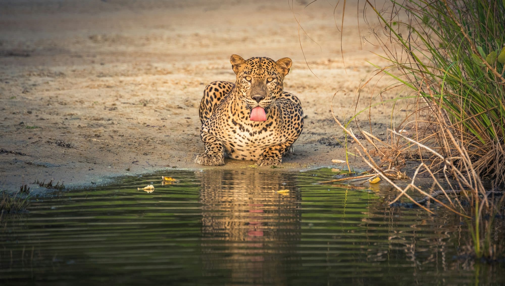 Wilpattu Wildlife Safari